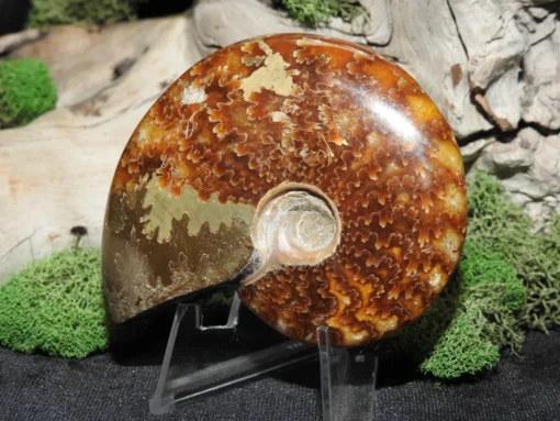 Ammonite Fossil