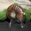 Rainbow Ammonite