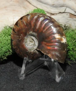 Rainbow Ammonite
