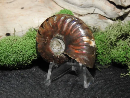 Rainbow Ammonite