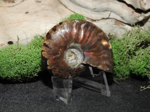 Rainbow Ammonite - Image 2
