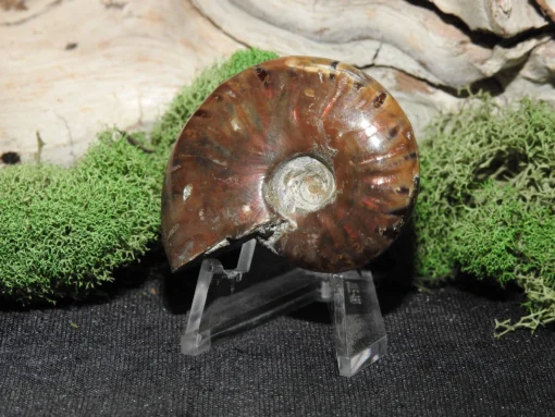 Rainbow Ammonite - Image 3