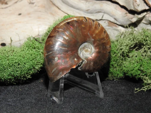 Rainbow Ammonite - Image 4