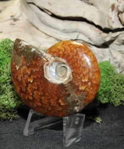 Ammonite Fossil