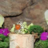 Carnelian .925 Sterling Silver Ring Size 5