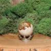 Picture Jasper Mini-Sphere