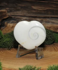 Shiva Shell Heart