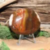 Petrified Wood Palm Stone