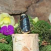Blue Tiger Eye .925 Sterling Silver Ring Size 5
