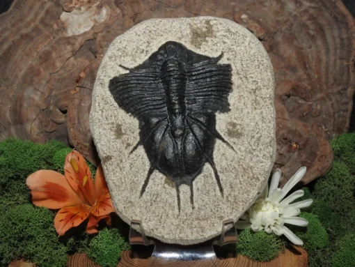 Trilobite Fossil