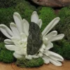 Moldavite-Raw