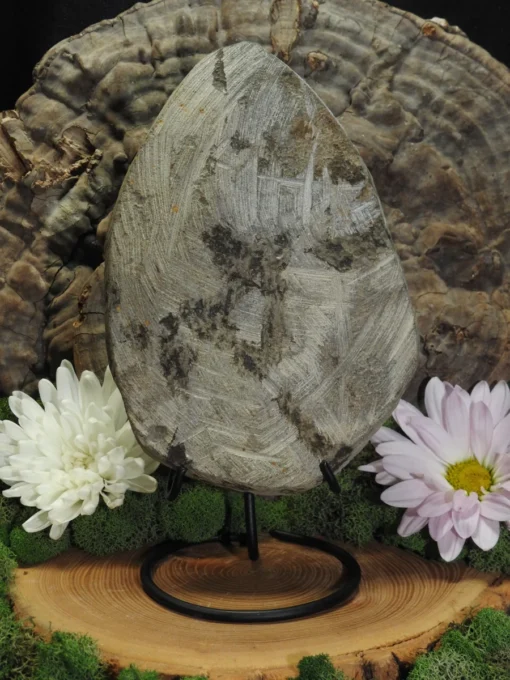 Trilobite Fossil - Image 3