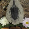 Trilobite Fossil
