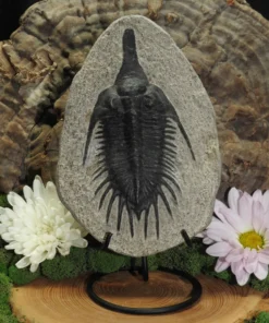 Trilobite Fossil