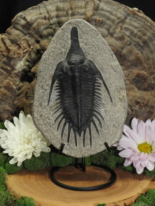 Trilobite Fossil