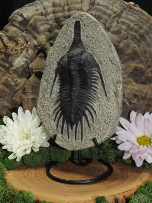 Trilobite Fossil - Image 2