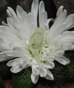 Green Kunzite (Hiddenite)-Raw