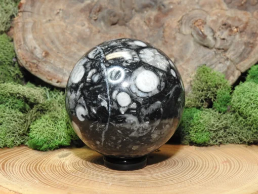 Fossil Sphere - Image 2
