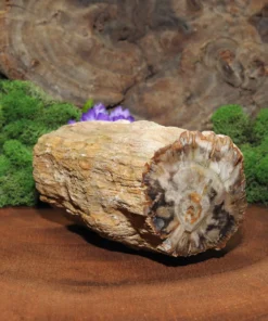 Petrified Wood
