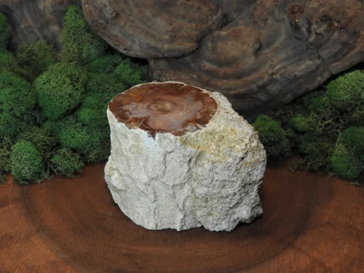 Petrified Wood - Image 2
