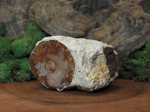 Petrified Wood - Image 3