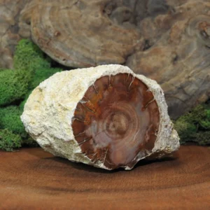 Petrified Wood