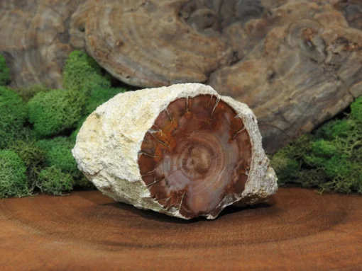 Petrified Wood