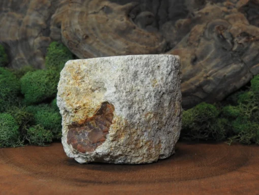 Petrified Wood - Image 4